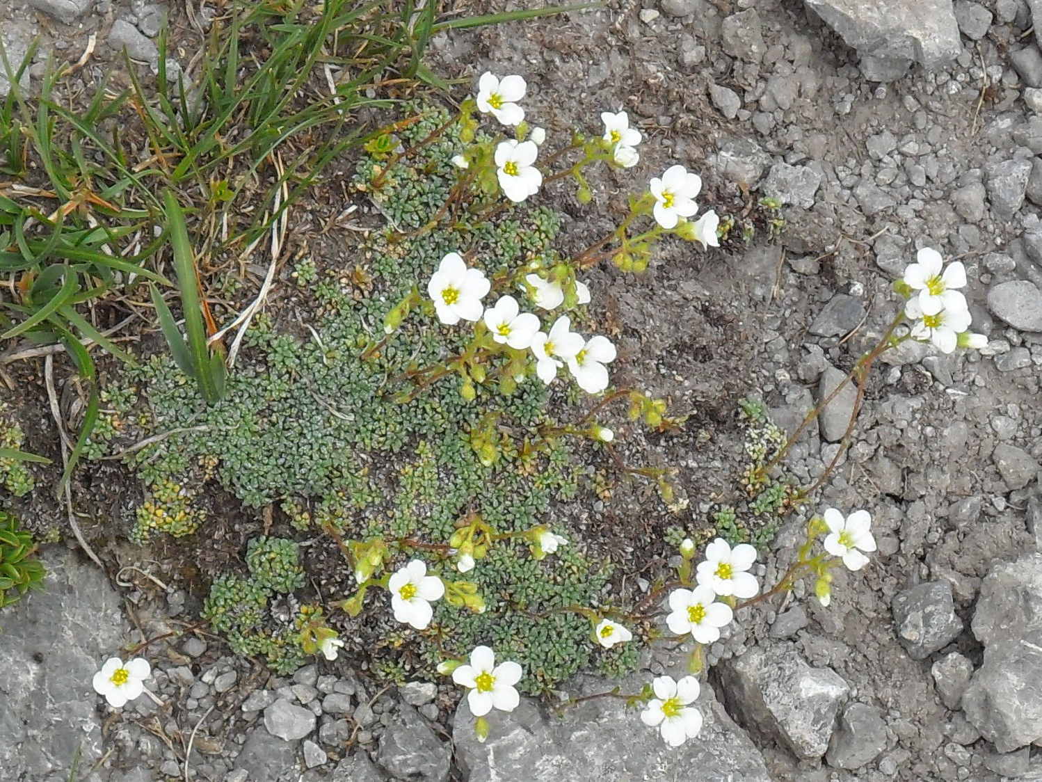 Saxifraga caesia